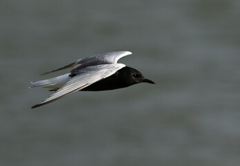 White-winged tern flying at Tubli bay in the morning hours, Bahrain