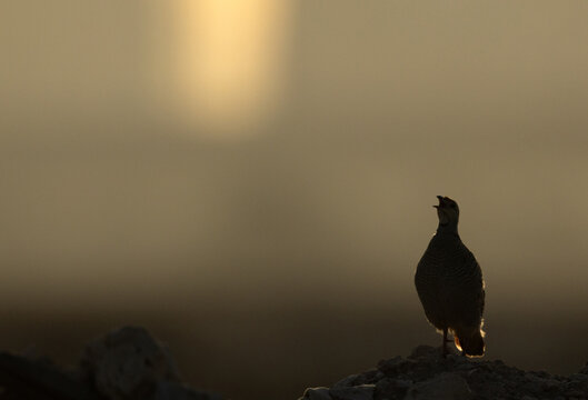 A backlit image of Grey francolin at Saar, Bahrain