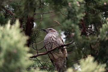 Hypsipetes amaurotis