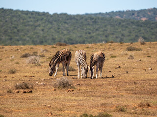 Naklejka premium Zebra