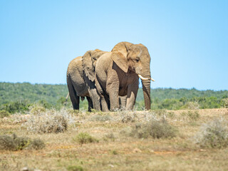 Obraz premium Elefant