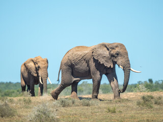 Obraz premium Elefant