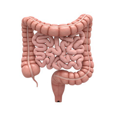 Detailed 3d illustration of the human large and small intestines