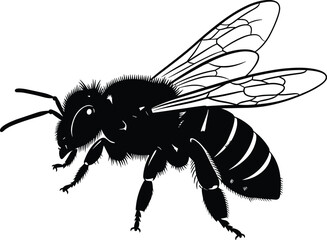 Bee vector illustration, black and white insect drawing, profile view, detailed anatomy, wings, legs, antennae, striped abdomen, entomology, biology, pollinator, scientific sketch