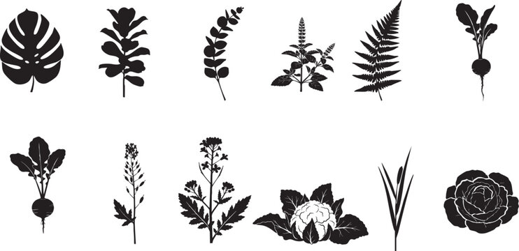 Vector illustration of Botanical Silhouette Collection I Detailed black and white
