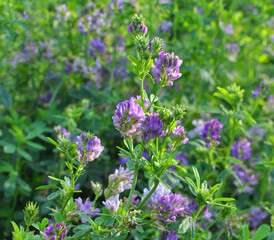 The field is blooming alfalfa