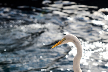 Close portrait of a great egret with yellow beak against shimmering water. Bright backlight creates bokeh highlights on the lagoon surface.