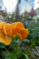 鮮やかに咲き誇るオレンジ色パンジーの群生