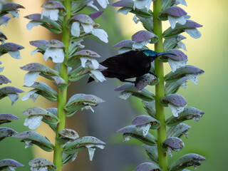 Obraz premium Amethyst-Nektarvogel