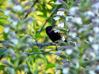 Obraz premium Amethyst-Nektarvogel