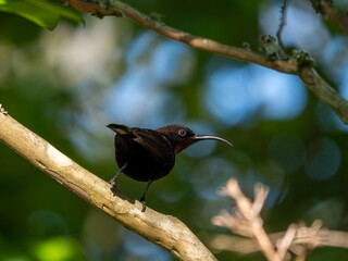 Fototapeta premium Amethyst-Nektarvogel
