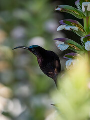 Fototapeta premium Amethyst-Nektarvogel
