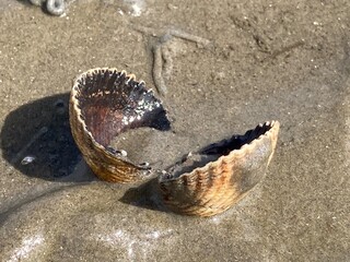 Muschel im niedersächsischen Wattenmeer der Nordsee bei Ebbe