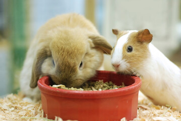 A Rabbit and a Guinea Pig's Fun Feast