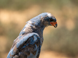 Graubuschfalke