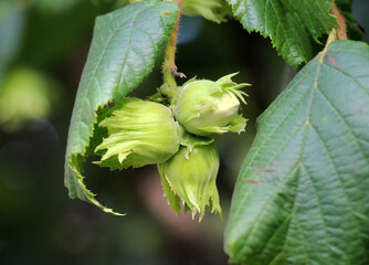 Fruits ripen on a hazelnut branch