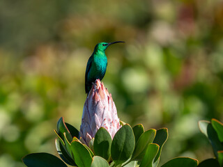 Nektarvogel © Peter