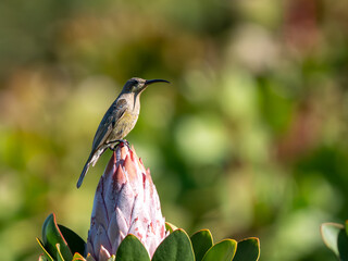 Nektarvogel © Peter