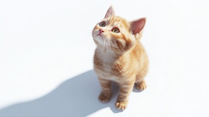 Obraz premium Adorable Orange Kitten Looking Up with Curiosity on White Background