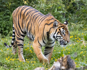 Sumatran tiger