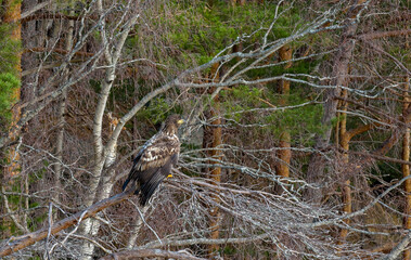 Eagle sitting in a tree, waiting for something.