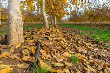 Drip Irrigation System Pipeline Between Rows of Walnut Trees in Autumn.