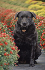 Black Dog Sitting In A Orange Mum Field. A pet posing between rows of orange chrysanthemum. with a few plants blurred Black Dog Sitting In A Orange Mum Field. A pet posing between rows of orange chrys