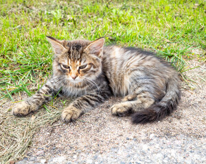 Sleepy Fluffy Tabby Kitten Resting Peaceful on Dirt Path Near Green Grass