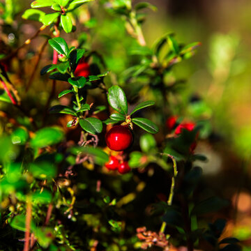 foxberry on a green twig in the forest early in the morning
