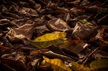 Moody Autumn Leaves Background with Bright Yellow Highlights