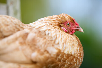 Detailed view of a domestic chicken, highlighting its rich brown feathers, red comb, and observant eye against a natural, blurred green setting outdoors.