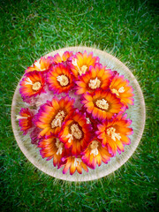 Top down view of a blooming cactus covered with vivid orange and pink flowers on green grass, ideal for: nature posters, home decor prints, gardening blogs and floral greeting cards.