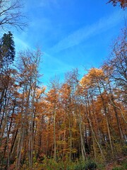 autumn in the forestBottom view of trees with bright autumn leaves with yellow, orange, red and brown colors on blue sky background. Autumn natural landscape of wild forest. 