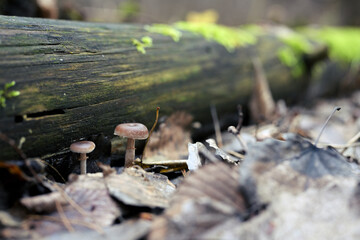 Small Bonnet Mushrooms (Mycena sp.) Growing on Decaying Log in Forest