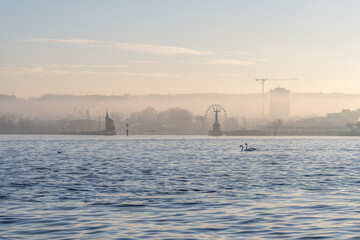 On a foggy winter day in pastel colors, a pair of swans float on a lake, with the port of Konstanz, the Imperia statue, and the Ferris wheel in the background. Konstanz, Baden-W&uuml;rttemberg, Germany.