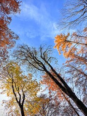  Bottom view of trees with bright autumn leaves with yellow, orange, red and brown colors on blue sky background. 