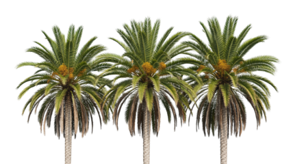 Three Tropical Palm Trees with Lush Green Fronds Isolated on White Background