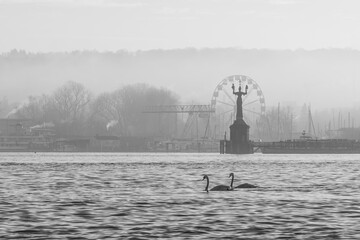 On a foggy winter day a pair of swans float on a lake, with the port of Konstanz, the Imperia statue, and the Ferris wheel in the background. Konstanz, Baden-W&uuml;rttemberg, Germany.