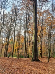 Autumn forest background with fallen brown and orange leaves on the ground. Autumn forest nature. Trees in the forest..
