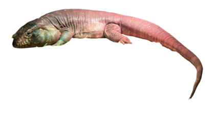 Red Tegu Lizard (Salvator rufescens) Isolated on a White Background with Copy Text Space. Large South American Reptile for Wildlife Education, Nature Posters, and Scientific Illustrations. PNG File