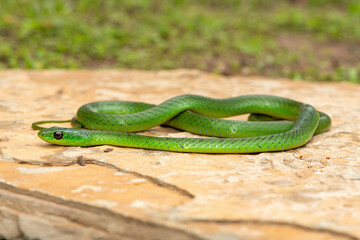 Naklejka premium A cute eastern Natal green snake (Philothamnus natalensis) posed on a rock. A non-venomous southern African endemic snake