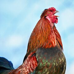 Vibrant rooster captured mid-crow, showcasing its rich red and green iridescent feathers against a soft blue sky. A striking symbol of morning and farm life.