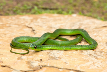 Naklejka premium A cute eastern Natal green snake (Philothamnus natalensis) posed on a rock. A non-venomous southern African endemic snake