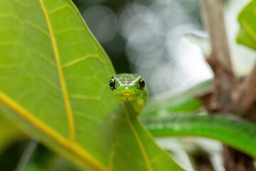 Close-up of a cute eastern Natal green snake (Philothamnus natalensis) in a small tree. A non-venomous southern African endemic snake