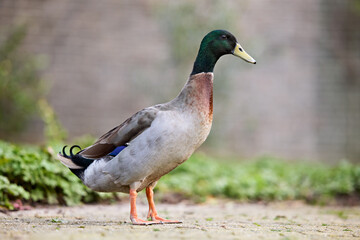 An elegant Indian Runner duck stands upright on a dirt path. This unique drake's iridescent green head, long neck, and slender grey body create a striking profile against a natural, blurred background