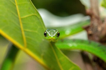 Close-up of a cute eastern Natal green snake (Philothamnus natalensis) in a small tree. A non-venomous southern African endemic snake