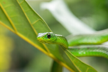 Close-up of a cute eastern Natal green snake (Philothamnus natalensis) in a small tree. A non-venomous southern African endemic snake
