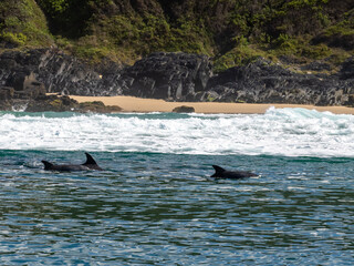 Obraz premium Delfin