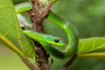 Fototapeta premium Close-up of a cute eastern Natal green snake (Philothamnus natalensis) in a small tree. A non-venomous southern African endemic snake