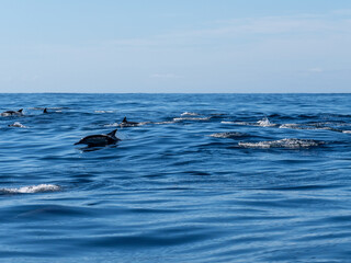 Obraz premium Delfin